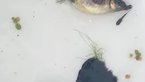 Гуппи Poecilia reticulata в аквариуме