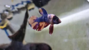Рыбка петушок Betta splendens в аквариуме