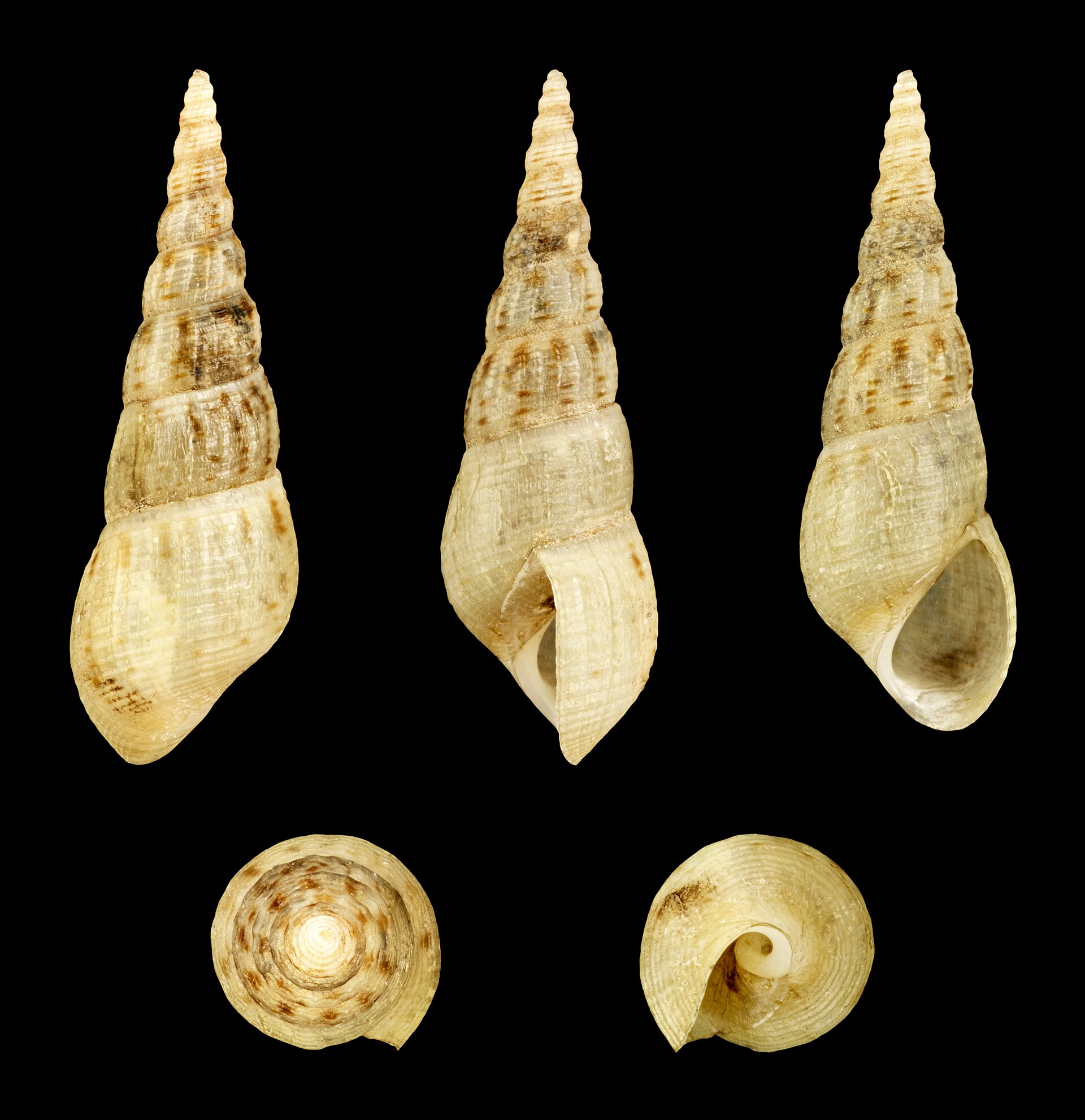 Раковина аквариумной мелании Melanoides tuberculata
