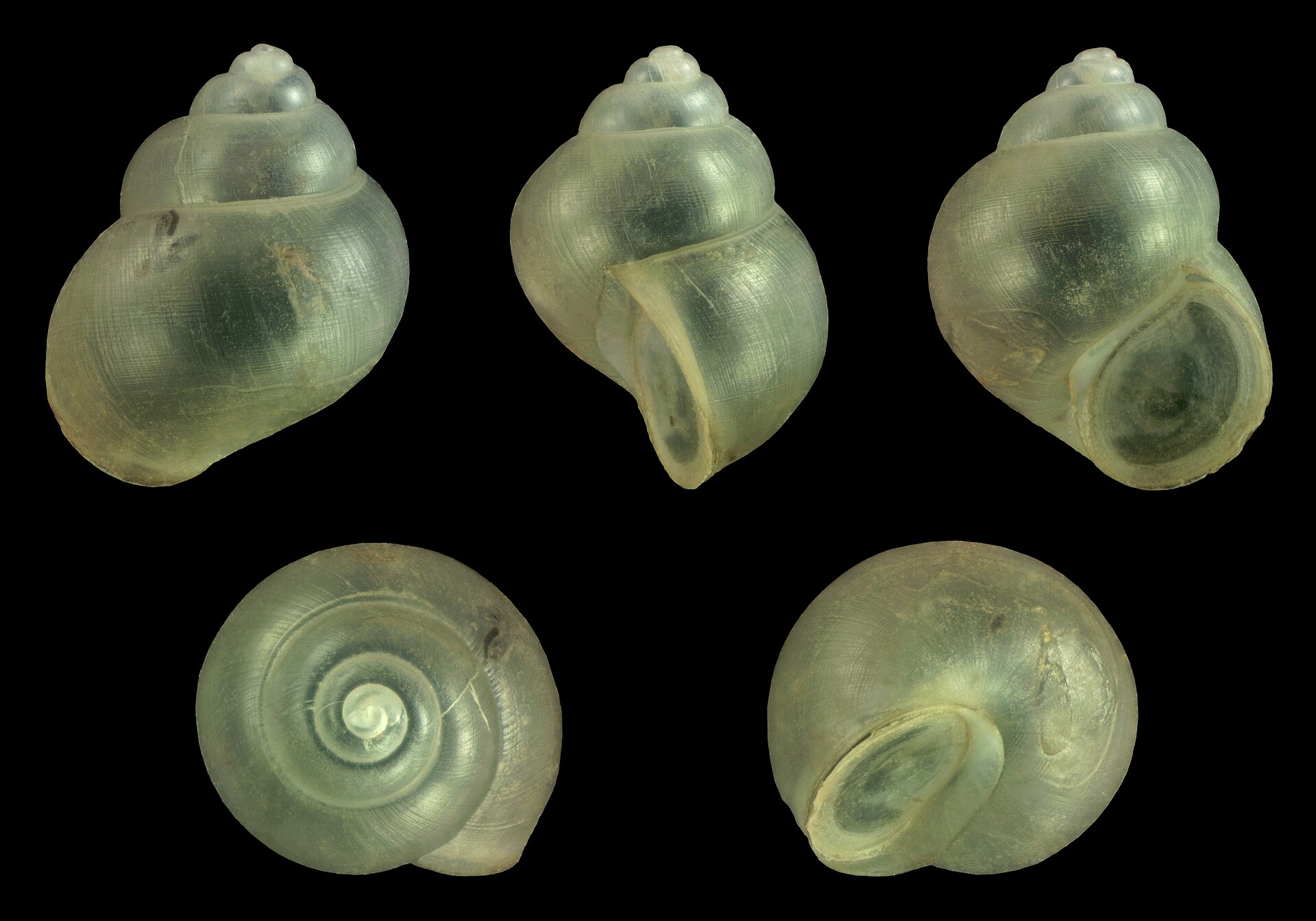 Раковина молодой ампулярии Pomacea bridgesii